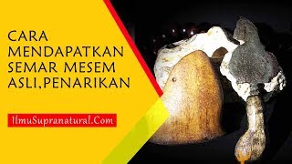 Cara Mendapatkan Semar Mesem AsliInilah Langkah Cara Penarikanya [upl. by Neelahs]