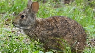 Marsh Rabbit Munches on Some Fine Florida Grass [upl. by Knorring]