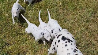 Adorable Dalmatian Puppies Have a Blast in the Sun [upl. by Hannazus]