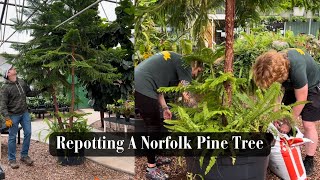 Repotting A Huge Norfolk Pine Tree [upl. by Derwood241]