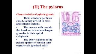 5 Histology of the pylorus of stomach [upl. by Oruntha629]