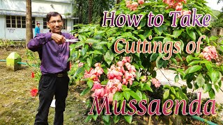 Grow Cuttings of MUSSAENDA in the Easiest Nursery Method [upl. by Ellemrac78]