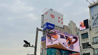 Billboard Cat [upl. by Giacobo214]