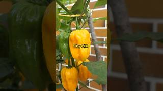 Growing Habanero Peppers from Seed to Harvest [upl. by Tommie417]