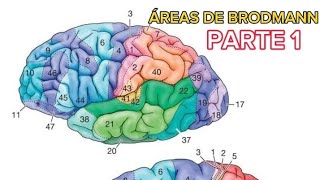 ÁREAS DE BRODMANN PARTE 1 areabrodmann parte1 viralvideo [upl. by Proulx911]