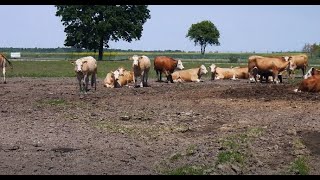 Opłacalność produkcji bydła mięsnego spada Co mówią hodowcy [upl. by Hagep]