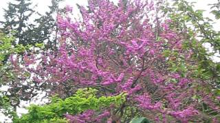 Chinese Redbud Tree in bloom [upl. by Nnaylime]