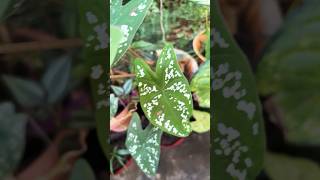 Caladiums or beautiful plants garden plantvarieties sumabhoopalam [upl. by Netsreik273]