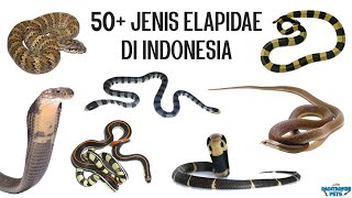 50 Jenis Ular Elapidae Cobra Krait Ular Cabai Ular Laut Taipan Death Adder dll di Indonesia [upl. by Windy]