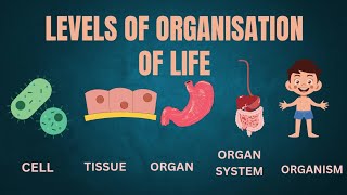 Cells Tissue Organs Organ Systems  Levels of Organisation in Living Beings [upl. by Dnarud]