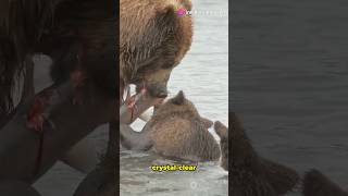 Alaskas Wild Beauty Nature amp Wildlife shorts wildlife shortsvideo [upl. by Aicatan]