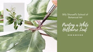 White Hellebore Leaf  Preview with Billy Showell ⎮Watercolour Beautiful [upl. by Erihppas]