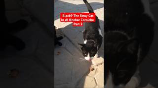 Black9 The Stray Cat in Al Khobar Corniche Part 2  shorts feedingstraycats straycat saudiarabia [upl. by Schiff128]