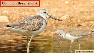 Common GreenshankBirds of Kanha Bird59 [upl. by Zipporah]