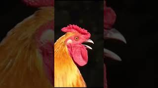 Rooster crowing compilation the best rooster viralshort youtubeshorts [upl. by Yttig]