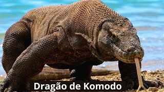 O Dragão de Komodo [upl. by Yde]