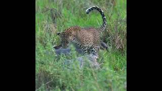 Female leopard and crocodile fight over kill [upl. by Cornall]