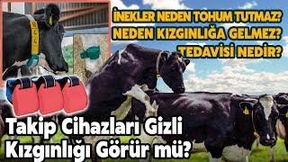 GİZLİ KIZGINLIK İÇİN NELER YAPIYORUZ TOHUM TUTMASI İÇİN NELER YAPIYORUZAÇIKLAMA BAK [upl. by Ennairb]