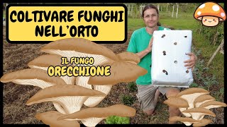 🍄 Come COLTIVARE FUNGHI in CASAORTOGIARDINO Pleurotus ostreatus 🍄  Tutorial Balla di funghi [upl. by Adyeren]