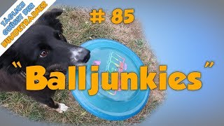 TGH 85  Balljunkies  Hundeschule Stadtfelle [upl. by Alolomo626]