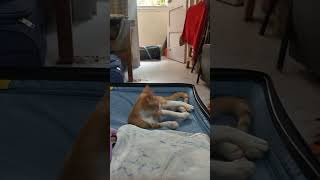 Meera Joshi  Funny Cats  Funny Pet Videos  Cat Videos  Cat Song  Cat Playtime  2024 [upl. by Suqram]