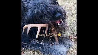 The best dog treat ever bouvierdesflandres dog shorts deer reels [upl. by Ytsanyd933]