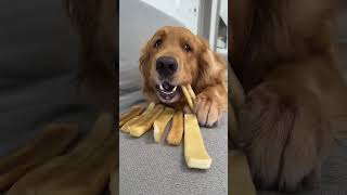 The dried cowhide that prevents dogs from destroying the house dog snacks golden retrievers w [upl. by Llenyl]