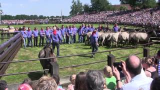 Dülmen Wildpferdefang 2014 Einlauf  Fang der ersten Fohlen [upl. by Itin]