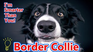 A Comprehensive Look at the Border Collie [upl. by Tohcnarf]