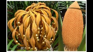 Cycas  Reproduction [upl. by Eisdnil]