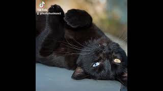 Very rare OddEyed Black Cat heterochromia tiktok [upl. by Ynnek]