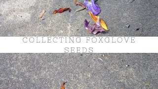 Simplest way to collect foxglove seeds [upl. by Eade]