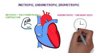 Inotropic chronotropic dromotropic effects of the Heart [upl. by Notkcorb]