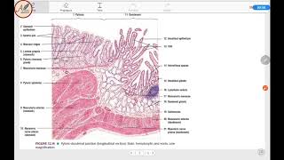 Histologi Duodenum Jejenum Ileum [upl. by Inwat]