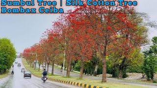 Sumbul Tree  Cotton Tree  سنبل کا درخت  Bombax Ceiba [upl. by Moriarty871]