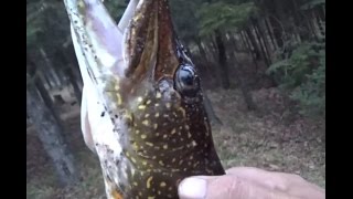 How to Tell a Northern Pike from a Muskie [upl. by Anhoj]