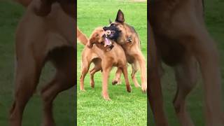 Playful Golden Retriever and German Shepherd 🤣😂 shorts [upl. by Africah462]