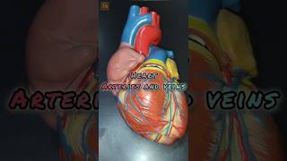 CORONARY ARTERIES AND CORONARY VEINS  Thorax Anatomy anatomy heart heartanatomy cardio shorts [upl. by Masry]