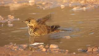 Meadow Pipit Pispola Anthus pratensis [upl. by Munt963]