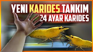 Akvaryum Tabanı  Sarı Ateş Neon Karides Tankım [upl. by Rebel476]