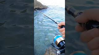 Epic Fishing Fail Watch Rod Break in Half Catching Huge Fish shorts fishing [upl. by Ayoj]