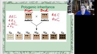 Polygenic inheritance [upl. by Atnek]