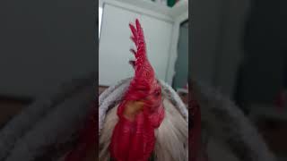 My chicken singing🐓🐓 [upl. by Ettenil]