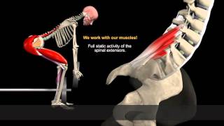 How to Avoid Injuries While Lifting Watch the muscles in 3D [upl. by Polly]