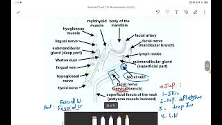 Submandibular Sublingual Salivary Gland [upl. by Esojnauj946]