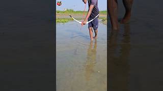 😲How to fish with arrow bowpart39 ikan busur peşte ikan shorts vairal channa [upl. by Aldrich613]