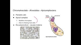 Protists  Chromalveolata [upl. by Aenahs984]