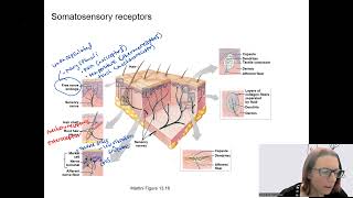 124 somatosensory receptors [upl. by Gunthar648]