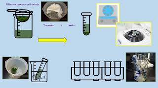 AQA A LEVEL BIOLOGY  REQUIRED PRACTICAL 8 PHOTOSYNTHESIS DEHYDROGENASE ACTIVITY [upl. by Naes]