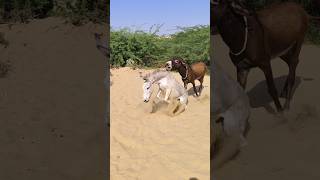 Donkeys funny youtube nature funnyshorts [upl. by Ikkin]